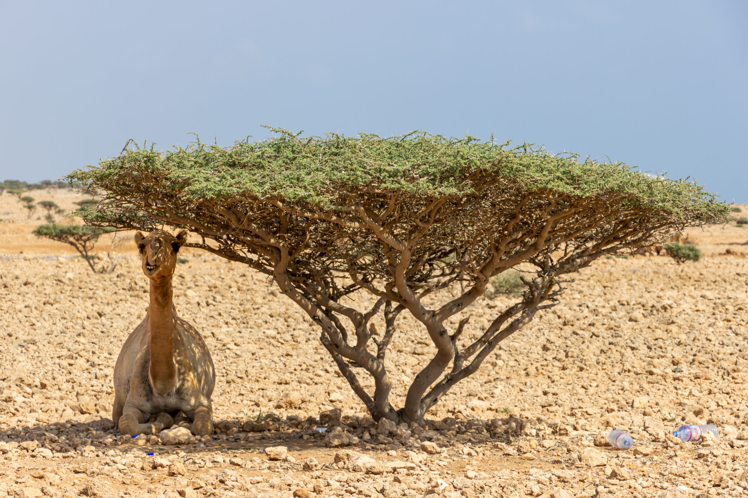 Tales of the Djibouti Beauty of wildlife by Camille Massida Photography